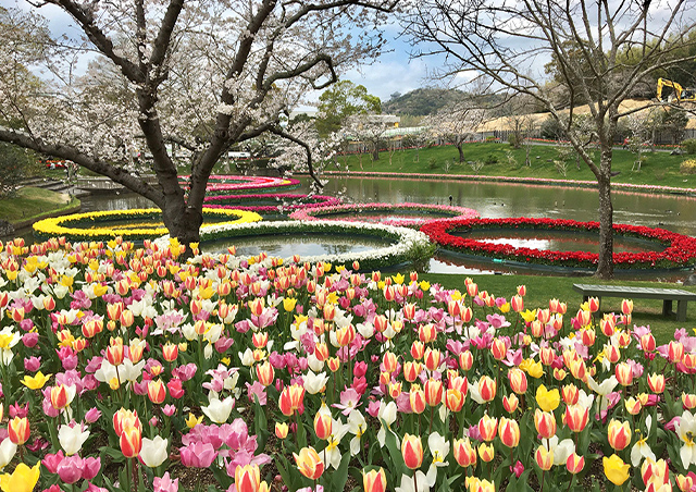 五輪のチューリップと桜