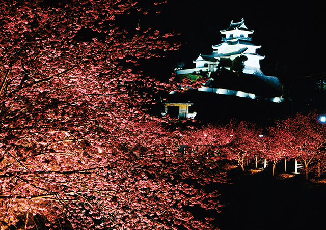 掛川城の夜桜