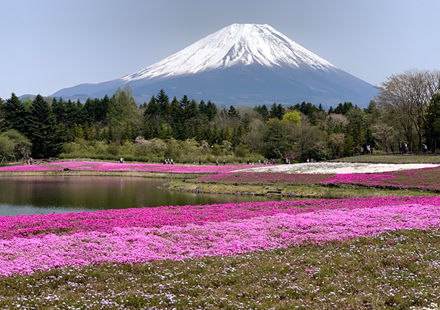 芝桜2021