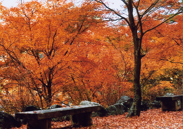 梅ヶ島の紅葉