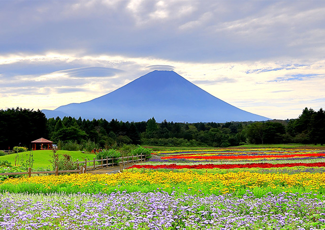 花と富士山