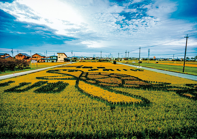 田んぼアート