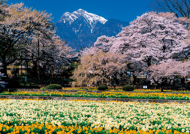 神代桜と甲斐駒ヶ岳