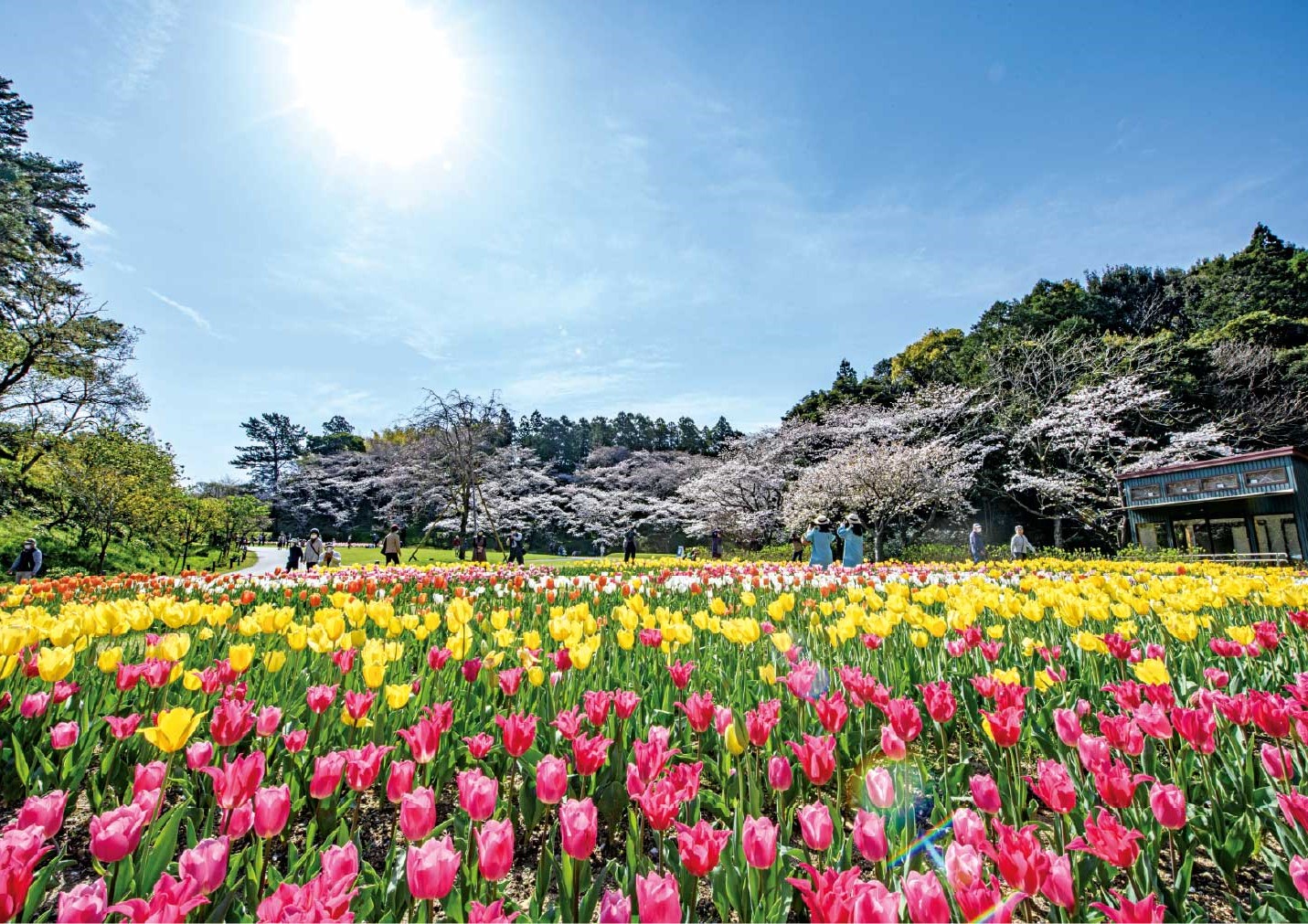 桜とチューリップの庭園