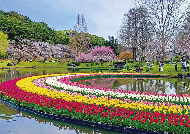 桜とチューリップの庭園