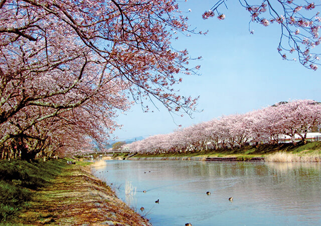 屋根より高い鯉のぼり