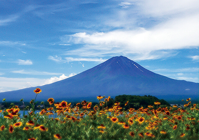 ニッコウキスゲと富士山