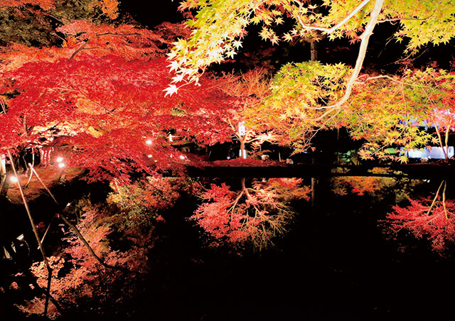 秋のジュータン